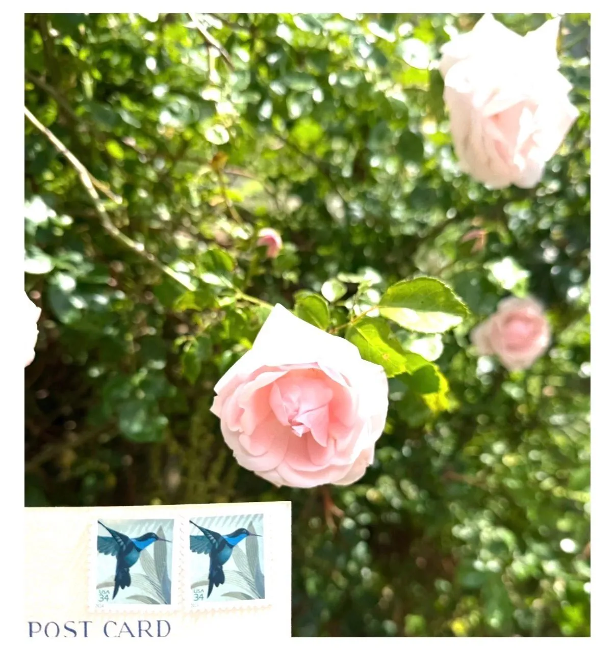 Order email image for postcard #23, personal details redacted