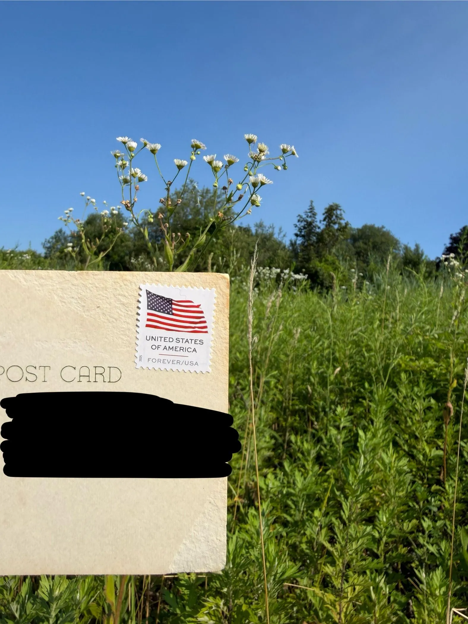Order email image for postcard #32, personal details redacted