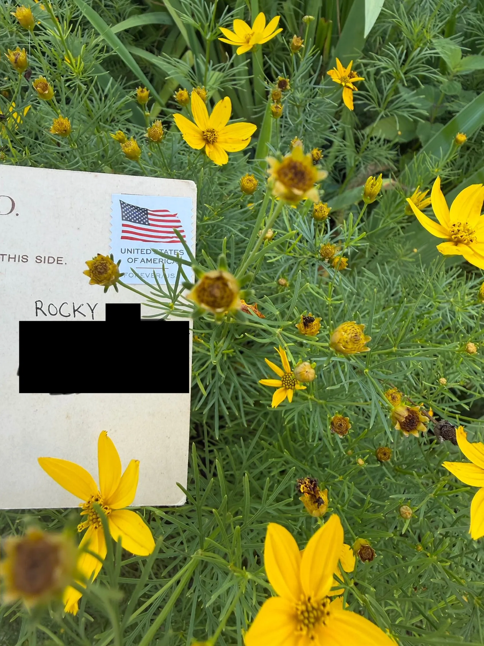 Order email image for postcard #67, personal details redacted